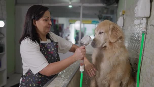 Malý Obchodní Majitel Obchodu Zvířaty Koupání Velký Zlatý Retrívr Pes — Stock video