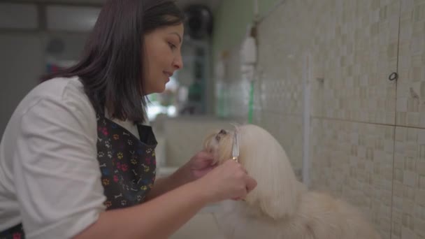 Pet Groomer Anställd Vid Pet Shop Trims Grooms Dog Fur — Stockvideo