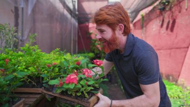 Bahçıvanlık bitkilerinin arka bahçesine saksı koyan mutlu adam. Kızıl saçlı neşeli bir erkek.