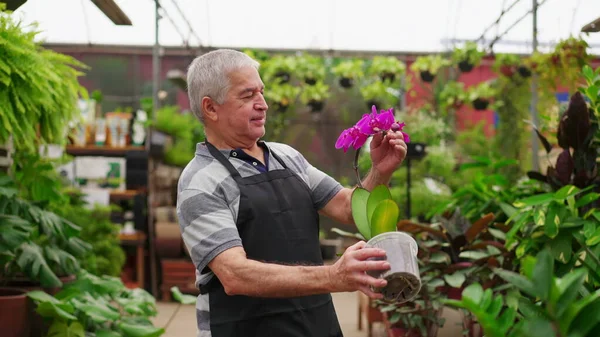 Candid Senior Man Examining Flower Horticulture Store Arranjo Planta Observação — Fotografia de Stock
