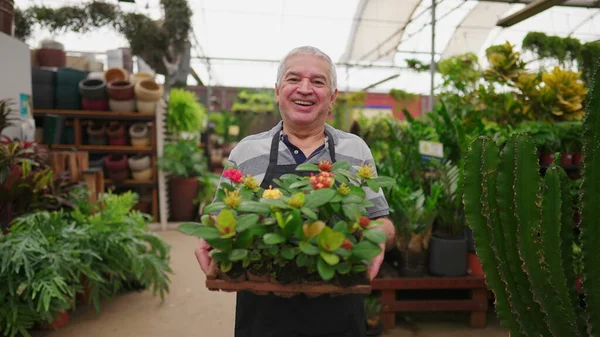 Mature Florist Man with Flower Basket in Plant Greenhouse Store. Local business shop