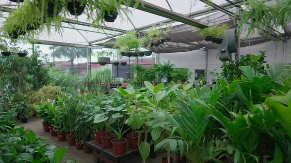 Rastreamento Uma Loja Horticultura Movimento Loja Flores Ilhas Jardinagem Interior — Fotografia de Stock