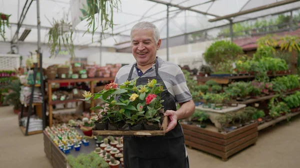 Empregado Mais Velho Feliz Carregando Flores Dentro Loja Plantas Oficina — Fotografia de Stock