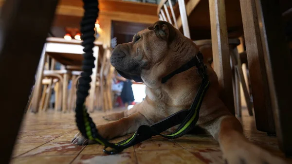 犬ペットレストランの床に座って待っている — ストック写真