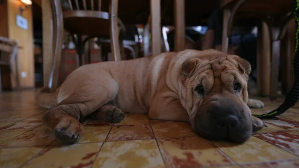 Hund Sitzt Auf Dem Boden Des Restaurants Und Wartet — Stockfoto