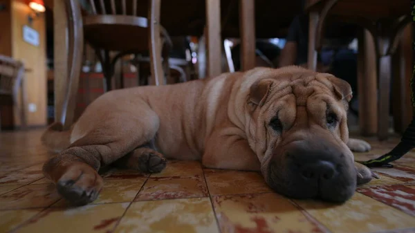Hund Sitzt Auf Dem Boden Des Restaurants Und Wartet — Stockfoto
