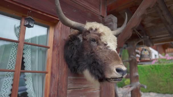 Touro Taxidermia Chifres Fazenda Suíça Decoração Cabine Rústica Chalé Suíça — Vídeo de Stock
