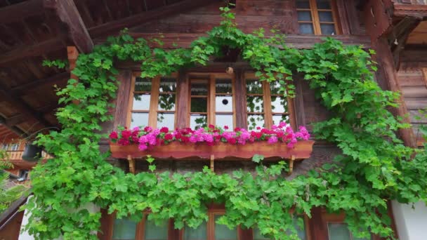Schweiziske Chalet Vindue Planter Blomster Dekoration Rustik Bondegård Kabine Europa – Stock-video