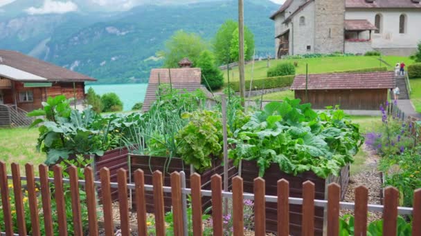 Органические Местные Фермы Швейцарии Салат Зелень Защищены Забором Живописной Сельской — стоковое видео