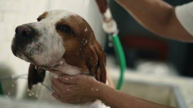 Pet Shop 'ta banyo yapan köpek, duş başlığı tutan çalışan eller yerel iş yerinde köpekleri yıkayan köpek.