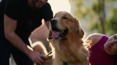 Hayvan sahipleri, güneş ışığı altında parkta oturmuş Golden Retriever köpeklerini okşuyor.