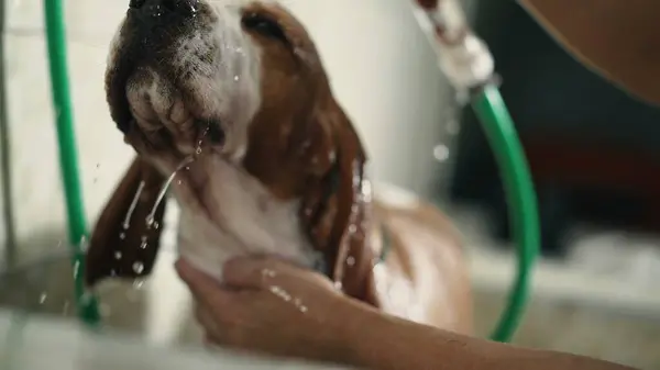 Bathing Dog at Pet Shop, employee hands holding shower head washing Beagle Canine Companion at local business