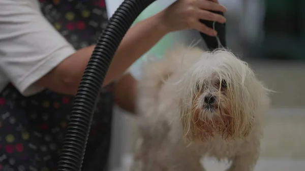 Candid Local Business Job Occupation of Pet Shop Employee Drying Dog Fur after bath. Shih-Tzu Dog