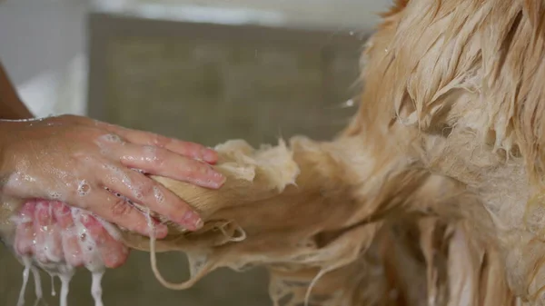 Close-up hand washing Dog Paw At Pet Shop. Washing Wet Golden Retriever, hygiene routine
