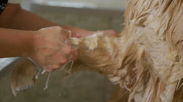 Close-up hand washing Dog Paw At Pet Shop. Washing Wet Golden Retriever, hygiene routine