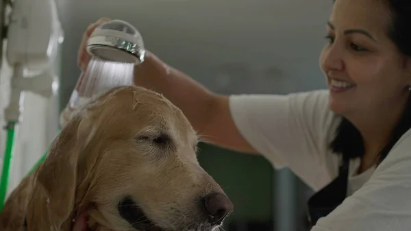 Cheerful Pet Shop Staff/ Showering Wet Golden Retriever Dog with Care using Shower head in Slow motion