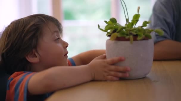 Νεαρός Εξερευνητής Επιθεωρεί Αρπακτικό Φυτό Μικρό Παλικάρι Γοητευμένος Από Τον — Αρχείο Βίντεο