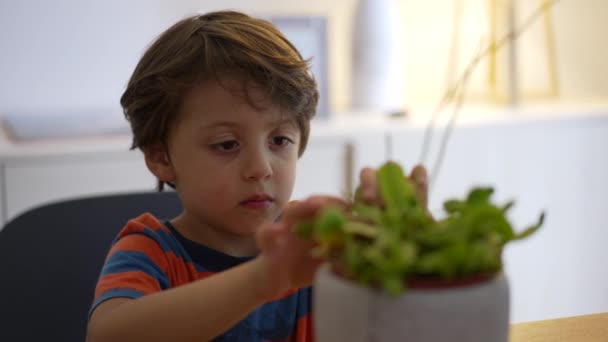 肉食植物を観察する子供 昆虫を獲るエキゾチックで珍しい植物に触れる小さな少年 — ストック動画