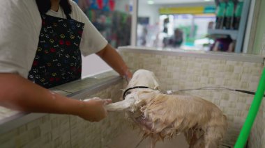 Evcil hayvan dükkânı sahibi şampuanla küçük köpek patilerini yıkıyor. Islak köpek eşiyle ilgilenen bir kadın.