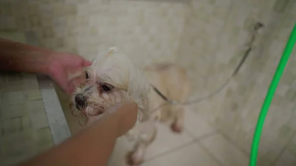 Dog Grooming at Pet Store/ Employee Giving Canine Companion a Bath