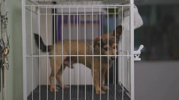 Small Dog inside cage. Pet locked behind bars