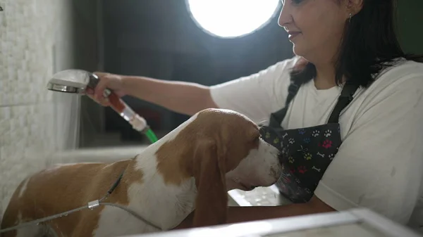 Professional Dog Grooming Services at a Local Pet Shop. Female employee Washing Dog Beagle with shower head