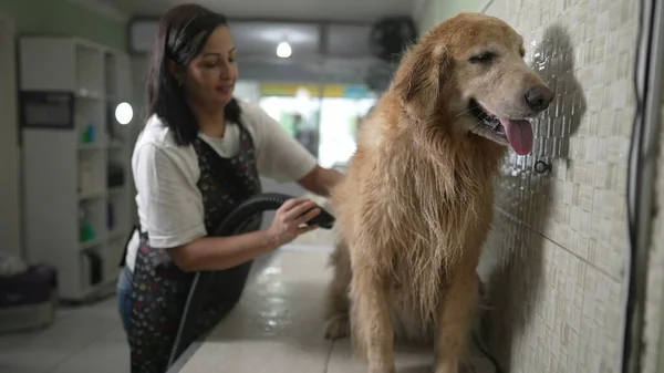Pet Shop Bliss A Delighted Owner\'s Turbo-Dry Session with a Golden Retriever in Full Fluff Mode