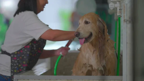 Professional Dog Bathing/ Female Employee Washing a Large Golden Retriever at Pet Shop