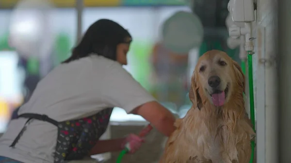 Professional Dog Bathing/ Female Employee Washing a Large Golden Retriever at Pet Shop