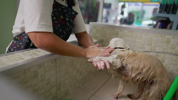 Pet shop Owner Washing Small Dog Paws with Shampoo. Woman bathing caring for wet Canine Companion