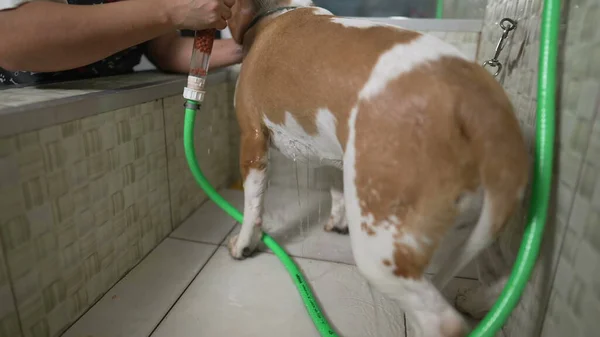 Pampering Pet/ Professional Dog Grooming Services at a Local Pet Shop. Washing Dog Beagle with shower head