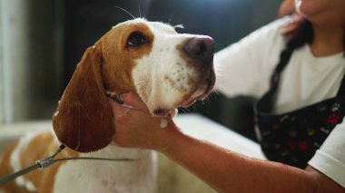 Yerel Hayvan Dükkanı 'nda Beagle Dog' u yıkıyorum. Yakın plan Köpek Bakımı