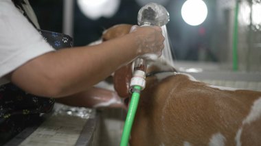 Pet Shop 'ta duş başlığını tutarak Beagle Dog' u yıkıyor.