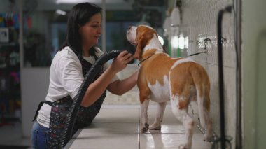 Yerel Hayvan Dükkanı 'nda kurutma makinesiyle köpek kürkü kurutan kadın çalışan. Köpek Arkadaş Bakım Süreci