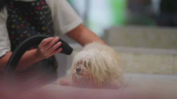 Dog Grooming at Local Pet Shop/ Employee Dries Wet Fur After Bath