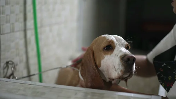 Canine Pampering/ Local Pet Shop\'s Professional Grooming Services. Female Employee Applies Shampoo While Washing Beagle Dog