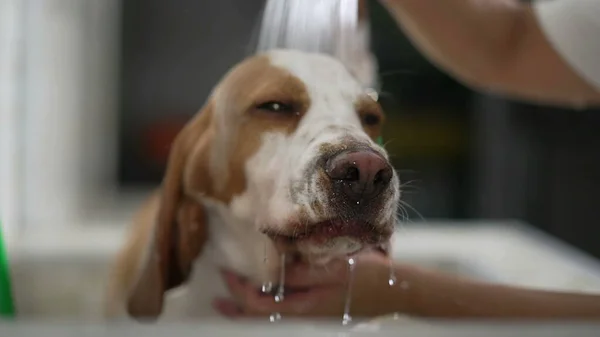 Dog Grooming at Pet Store. Close-Up of Employee Using Shower Head to Bathe Beagle Canine Companion