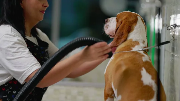 Joyful employeee drying Dog at Pet Shop. Woman grooming Beagle Canine Companion