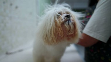 Banyo yaptıktan sonra Pet Shop 'ta küçük köpek kürkü kurutmak. Shih-Tzu köpek yoldaşı şımartılıyor ve yetiştiriliyor.