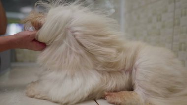 Küçük Köpek Kürkü 'nü yavaş çekimde kurutmak. Shih-Tzu Yarış Köpeği evcil hayvan dükkanında şımartılıp tımar ediliyor.