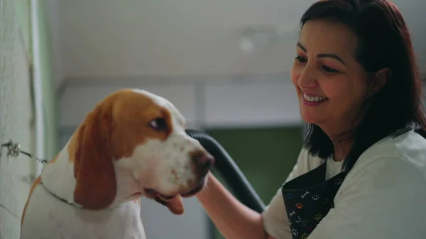 Happy woman drying Dog Beagle inside Pet Shop local business. Joyful Brazilian employee dries dog Companion with hair dryer