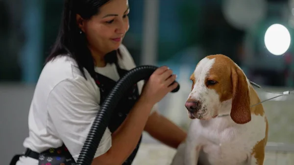 Joyful employeee drying Dog at Pet Shop. Woman grooming Beagle Canine Companion