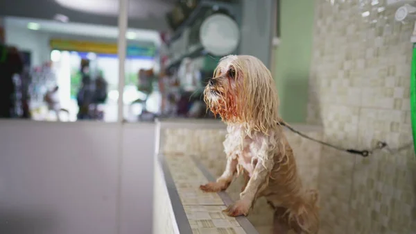 Drenched Shih Tzu inside Pet Shop after bath