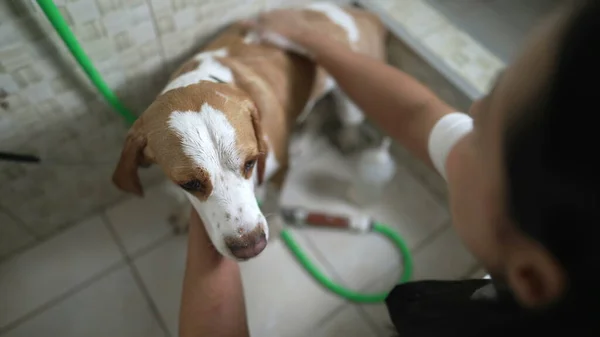 Professional Pet Shop Services at a Local business. Female employee Washing Beagle DOG applying shampoo