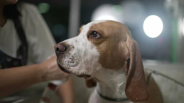 Close-up of Beagle dog at Pet Shop. Employee washing and bathing Canine Companion