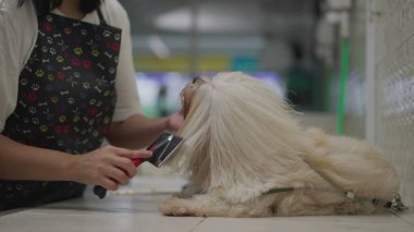 Hayvan Bakımı ve Shih-Tzu Köpek Kürkü 'nü banyodan sonra fırçalamak. Pet 'in yerel bir iş yerinde yıkanma ve banyo süreci