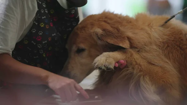 Animal care business Employee combing Dog\'s Fur after bath. Person caring for Golden Retriever Grooming Process