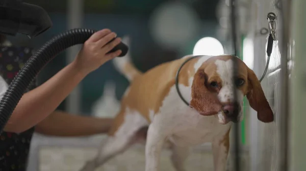Pet Grooming/ Female Employee at local Pet Shop drying Dog Beagle with Dryer