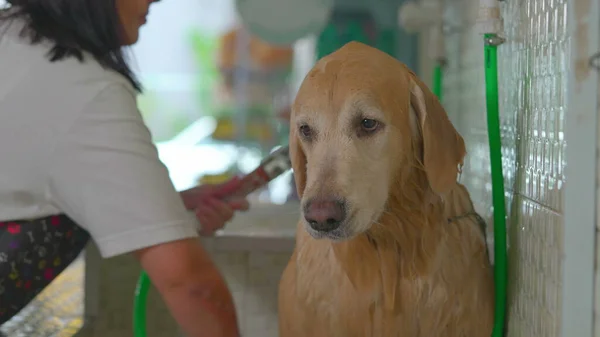 Drenched Golden Retriever at Pet Shop. Employee bathing and washing Dog