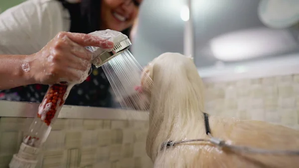 Pet Shop Employee Showering Dog with Shower head close-up. Woman bathing Pet at Local Business